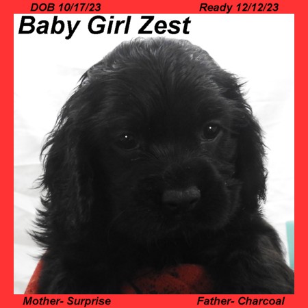 puppy, for, sale, Cocker Spaniel, Joe & Cherri  Overlease, dog, breeder, Miller, MO, dog-breeder, puppy-for-sale, forsale, nearby, find, puppyfind, locator, puppylocator, aca